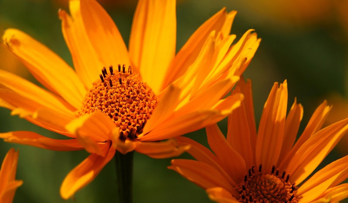 Making Your Own Seed Compost Mix at Home