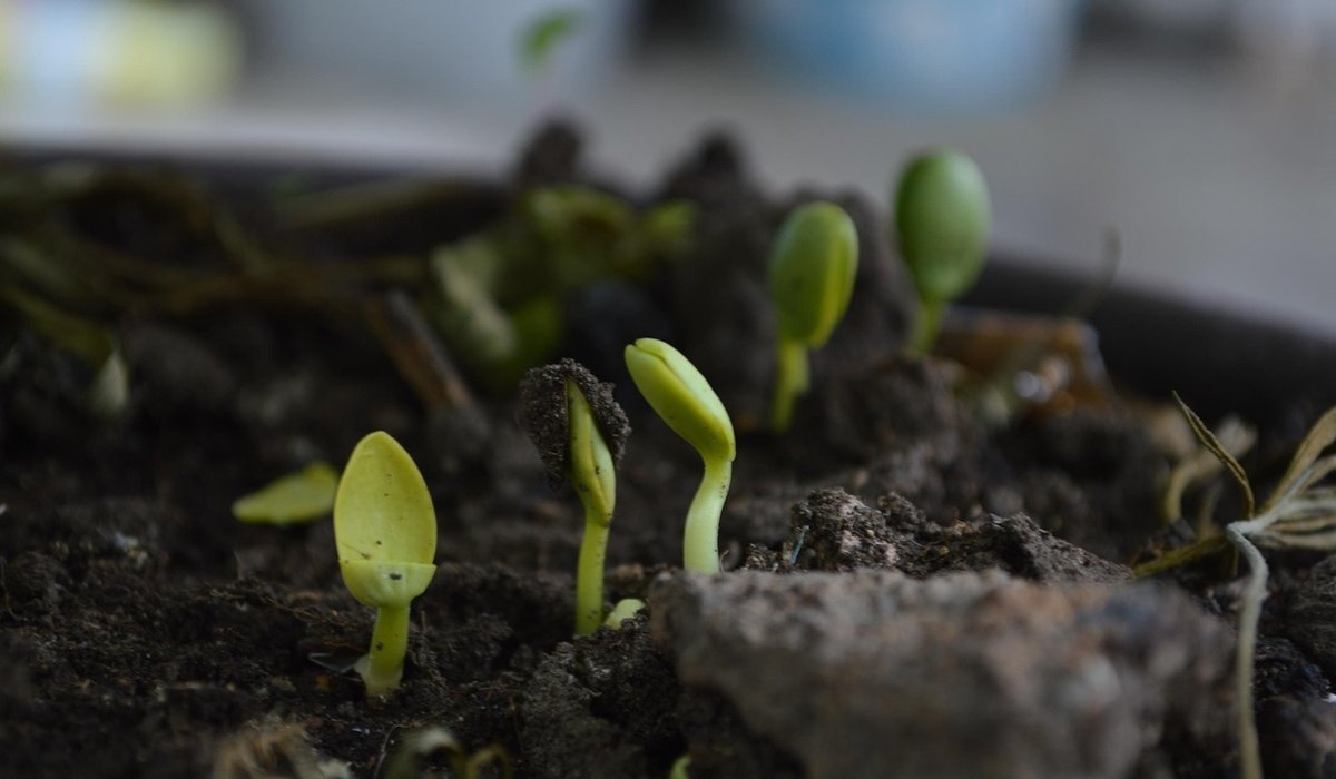 Planning a Productive Kitchen Garden on a Tight Budget