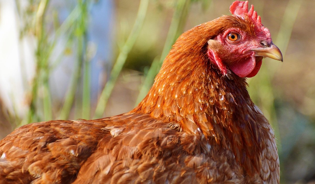 Understanding Rural Planning Permission for Smallholders