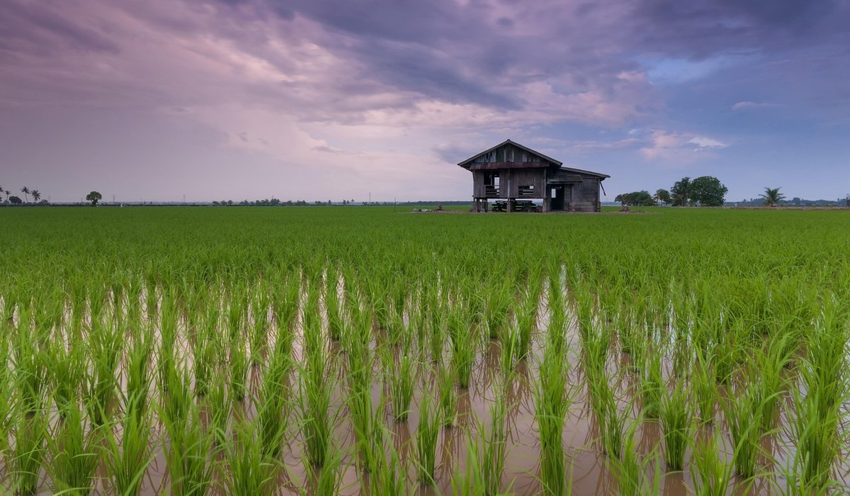 Understanding Soil pH for Better Vegetable Harvests